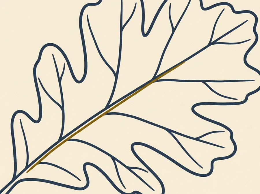 Hand-drawn illustration of a single oak leaf outline with vein detail, flat ink line art